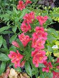 Peruvian  Lily / Alstroemeria pulchella 